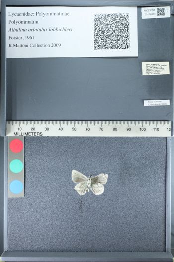 Media type: image;   Entomology 154873